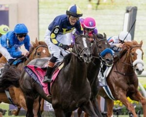 More Than Looks forges to the 2024 Breeders’ Cup Mile win under an exuberant Jose Ortiz. (Photo by Skip Dickstein)